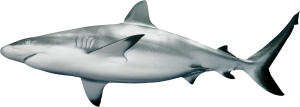 Shark PNG-18813